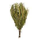 Finnischer Eukalyptus-Quast "Vihta"  aus dichtbelaubten Eukalyptusbäumen